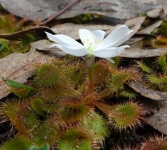 Drosera aberrans