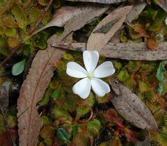Drosera aberrans