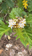Solanum chrysotrichum