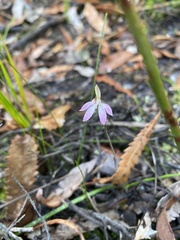 Caladenia fuscata