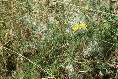 Asparagus verticillatus