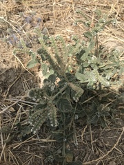 Heliotropium europaeum