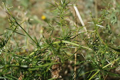 Asparagus verticillatus