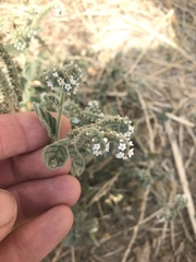 Heliotropium europaeum