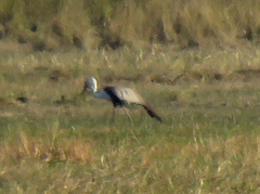 Bugeranus carunculatus