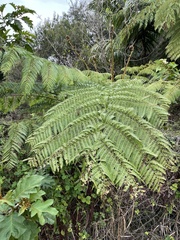 Cyathea cooperi