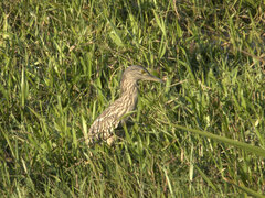 Nycticorax caledonicus