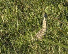 Nycticorax caledonicus