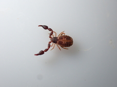 Pseudoscorpiones