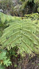 Cyathea cooperi