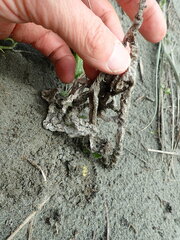 Ileodictyon cibarium