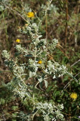 Marrubium peregrinum