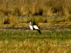 Bugeranus carunculatus