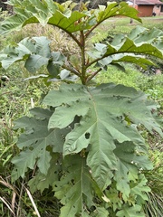 Leptostemonum