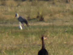 Bugeranus carunculatus