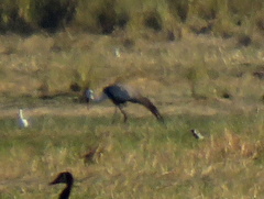 Bugeranus carunculatus