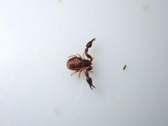 Pseudoscorpiones