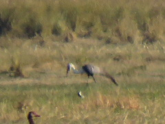 Bugeranus carunculatus