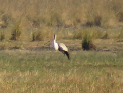 Bugeranus carunculatus