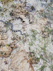 Laticauda saintgironsi