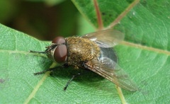 Pollenia amentaria