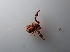 Pseudoscorpiones