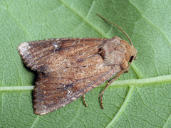 Apamea lateritia