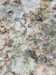 Laticauda saintgironsi