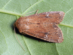Apamea lateritia