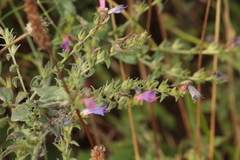 Echium rosulatum