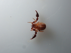Pseudoscorpiones