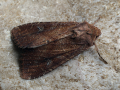 Apamea lateritia
