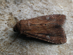 Apamea lateritia