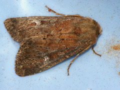 Apamea lateritia