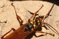 Macromerella honesta