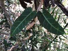 Leichhardtia lloydii