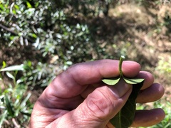 Leichhardtia lloydii