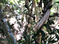 Leichhardtia lloydii