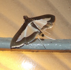 Diaphania elegans