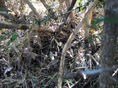 Leichhardtia lloydii