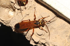 Macromerella honesta