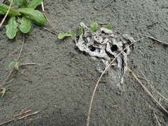 Ileodictyon cibarium