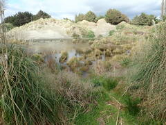 Ileodictyon cibarium