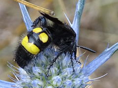 Scolia hirta hirta