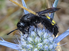 Scolia hirta hirta