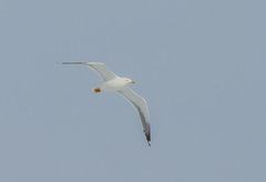 Larus fuscus barabensis