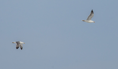 Larus fuscus barabensis