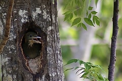 Chrysophlegma flavinucha