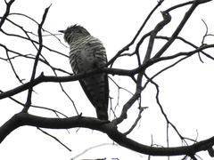 Chrysococcyx lucidus