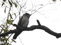 Chrysococcyx lucidus